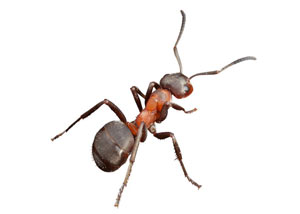 Pavement Ants in Saint Albans