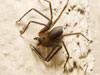 Charleston extermination and control for brown recluse spiders