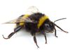 Bumblebee control and extermination in West Virginia, Kentucky, Ohio