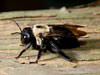 We control carpenter bee problems in Saint Albans homes