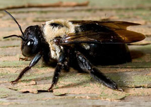 Carpenter Bees in Athens