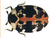 Pest control for carpet beetles in West Virginia, Kentucky, Ohio