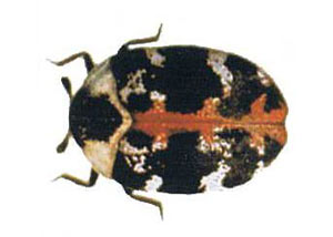 Carpet Beetles in Ironton