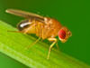 We can exterminate a fruit fly infestation in West Virginia, Kentucky, Ohio