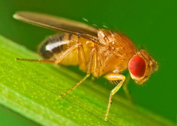 Fruit Fly in  Marietta