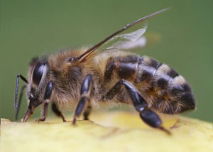 Honey Bees in Hurricane