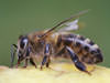 We can take care of your WV, KY, OH honeybee problem