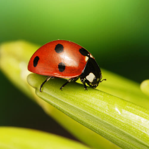Lady Bug, Asian Lady Beetle Control By West Virginia, Kentucky, Ohio
